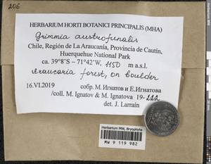 Grimmia austrofunalis Müll. Hal., Bryophytes, Bryophytes - America (BAm) (Chile)