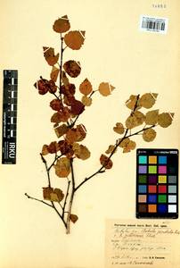Betula pendula × pubescens, Siberia, Baikal & Transbaikal region (S4) (Russia)