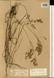 Bromus secalinus L., Eastern Europe, North-Western region (E2) (Russia)