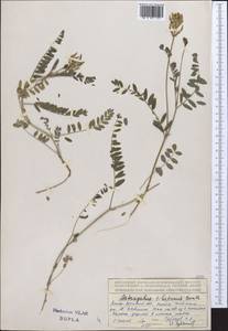 Astragalus tibetanus Benth. ex Bunge, Middle Asia, Northern & Central Tian Shan (M4) (Kazakhstan)