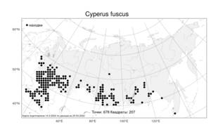 Cyperus fuscus L., Atlas of the Russian Flora (FLORUS) (Russia)