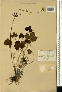 Ranunculus balkharicus N. Busch, Caucasus, Stavropol Krai, Karachay-Cherkessia & Kabardino-Balkaria (K1b) (Russia)