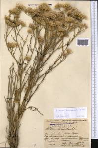 Saussurea turgaiensis B. Fedtsch., Middle Asia, Syr-Darian deserts & Kyzylkum (M7) (Kazakhstan)
