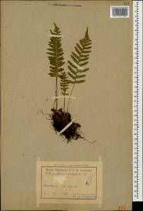 Polypodium vulgare L., Caucasus, Armenia (K5) (Armenia)