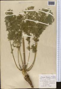 Prangos bucharica B.Fedtsch., Middle Asia, Pamir & Pamiro-Alai (M2) (Uzbekistan)