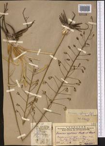Eremurus soogdianus (Regel) Benth. & Hook.f., Middle Asia, Pamir & Pamiro-Alai (M2) (Uzbekistan)