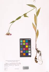 Hesperis pycnotricha Borbás & Degen, Eastern Europe (no precise locality) (E0)