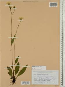 Hieracium lachenalii subsp. deductum (Sudre) Greuter, Eastern Europe, Belarus (E3a) (Belarus)