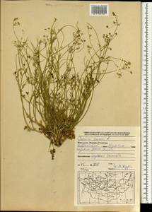 Carum carvi L., Mongolia (MONG) (Mongolia)