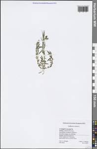 Lathyrus cicera L., South Asia, South Asia (Asia outside ex-Soviet states and Mongolia) (ASIA) (Turkey)