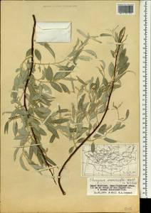 Elaeagnus angustifolia subsp. angustifolia, Mongolia (MONG) (Mongolia)