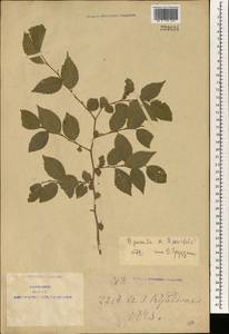 Ulmus pumila L., South Asia, South Asia (Asia outside ex-Soviet states and Mongolia) (ASIA) (China)