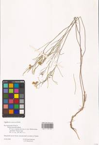 Erysimum diffusum Ehrh., Eastern Europe, Central forest-and-steppe region (E6) (Russia)