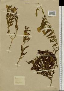 Convolvulus arvensis L., Siberia, Baikal & Transbaikal region (S4) (Russia)