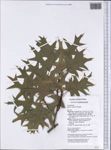 Quercus palustris Münchh., America (AMER) (United States)