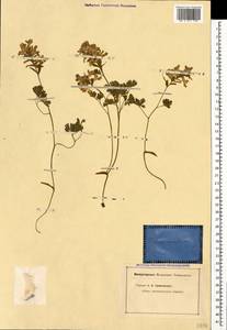 Corydalis caucasica DC., Caucasus (no precise locality) (K0)