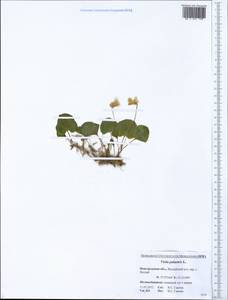 Viola palustris L., Eastern Europe, North-Western region (E2) (Russia)