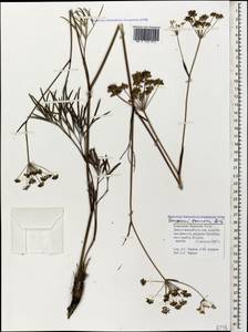 Peucedanum ruthenicum M. Bieb., Caucasus, Stavropol Krai, Karachay-Cherkessia & Kabardino-Balkaria (K1b) (Russia)