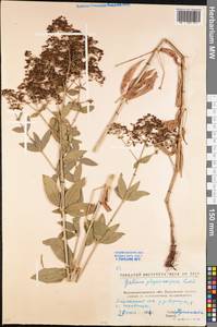 Galium rubioides L., Eastern Europe, North Ukrainian region (E11) (Ukraine)