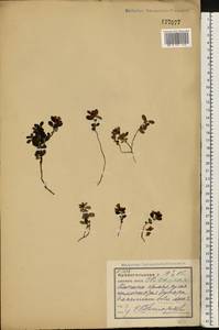 Vaccinium vitis-idaea L., Eastern Europe, Northern region (E1) (Russia)