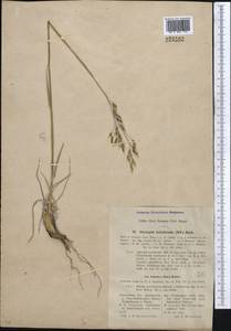 Piptatherum songaricum (Trin. & Rupr.) Roshev., Middle Asia, Kopet Dag, Badkhyz, Small & Great Balkhan (M1) (Turkmenistan)