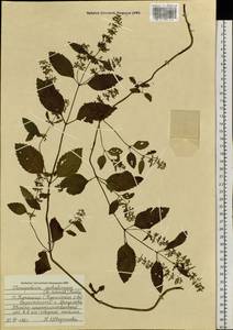 Clinopodium micranthum var. sachalinense (F.Schmidt) T.Yamaz. & Murata, Siberia, Russian Far East (S6) (Russia)