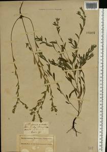 Buglossoides arvensis (L.) I. M. Johnst., Eastern Europe, South Ukrainian region (E12) (Ukraine)