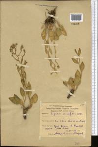 Lepidium cartilagineum (J. Mayer) Thell., Middle Asia, Northern & Central Kazakhstan (M10) (Kazakhstan)