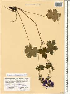 Geranium platypetalum Fisch. & C.A. Mey., Caucasus, North Ossetia, Ingushetia & Chechnya (K1c) (Russia)