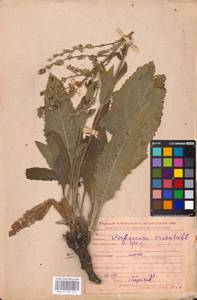 MHA 0 159 017, Verbascum chaixii Vill., Eastern Europe, Middle Volga region (E8) (Russia)