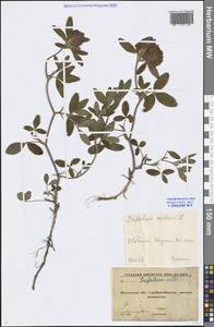 Trifolium medium L., Eastern Europe, Moscow region (E4a) (Russia)