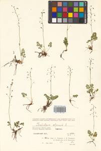 Thalictrum alpinum L., Siberia, Chukotka & Kamchatka (S7) (Russia)