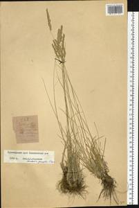 Koeleria pyramidata (Lam.) P.Beauv., Siberia, Altai & Sayany Mountains (S2) (Russia)