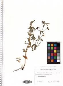 Hypericum elegans Steph. ex Willd., Eastern Europe, Middle Volga region (E8) (Russia)