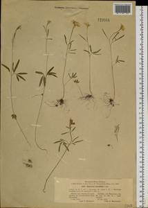 Cardamine tenuifolia Hook., Siberia, Altai & Sayany Mountains (S2) (Russia)