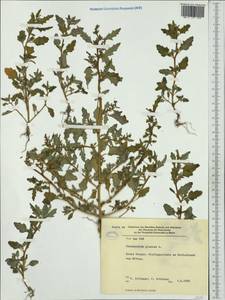 Oxybasis glauca (L.) S. Fuentes, Uotila & Borsch, Western Europe (EUR) (Germany)