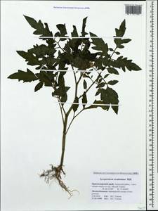 Solanum lycopersicum L., Caucasus, Krasnodar Krai & Adygea (K1a) (Russia)