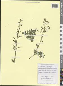 Thalictrum foetidum L., Caucasus, Stavropol Krai, Karachay-Cherkessia & Kabardino-Balkaria (K1b) (Russia)