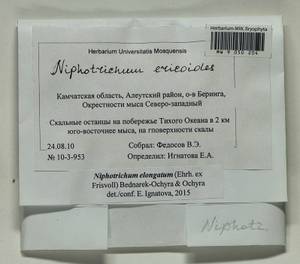 Niphotrichum ericoides (Brid.) Bedn.-Ochyra & Ochyra, Bryophytes, Bryophytes - Chukotka & Kamchatka (B21) (Russia)