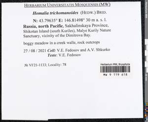 Homalia trichomanoides (Hedw.) Brid., Bryophytes, Bryophytes - Russian Far East (excl. Chukotka & Kamchatka) (B20) (Russia)