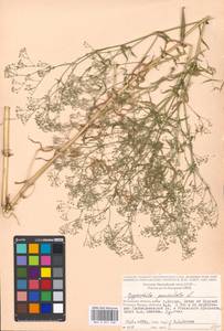 Gypsophila paniculata L., Eastern Europe, Moscow region (E4a) (Russia)