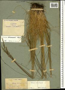Festuca varia Haenke, Caucasus, Armenia (K5) (Armenia)