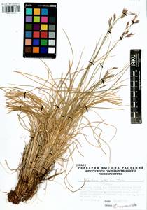 Festuca altaica Trin., Siberia, Baikal & Transbaikal region (S4) (Russia)