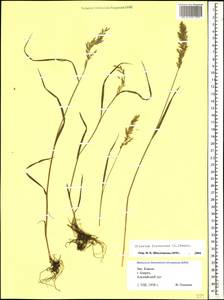 Trisetum flavescens (L.) P.Beauv., Caucasus, Krasnodar Krai & Adygea (K1a) (Russia)