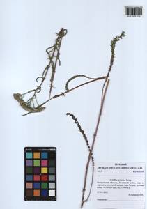 Achillea asiatica Serg., Siberia, Altai & Sayany Mountains (S2) (Russia)