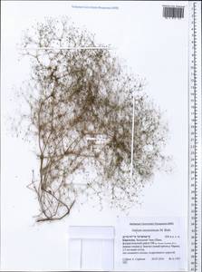 Galium tenuissimum M.Bieb., Middle Asia, Western Tian Shan & Karatau (M3) (Kyrgyzstan)