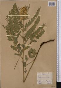 Sophora alopecuroides L., Middle Asia, Northern & Central Kazakhstan (M10) (Kazakhstan)