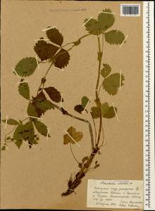 Potentilla elatior Willd. ex Schltdl., Caucasus, Krasnodar Krai & Adygea (K1a) (Russia)