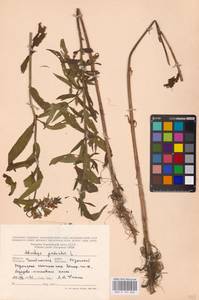 MHA 0 154 868, Stachys palustris L., Eastern Europe, Eastern region (E10) (Russia)