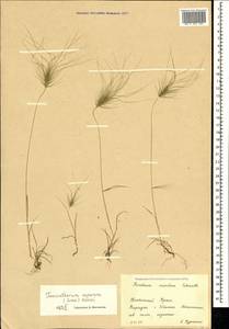 Taeniatherum caput-medusae (L.) Nevski, Crimea (KRYM) (Russia)